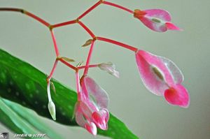 Begonia-maculata-fleurs