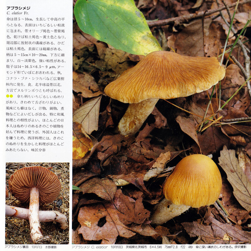 IOH p 261 Cortinarius elatior