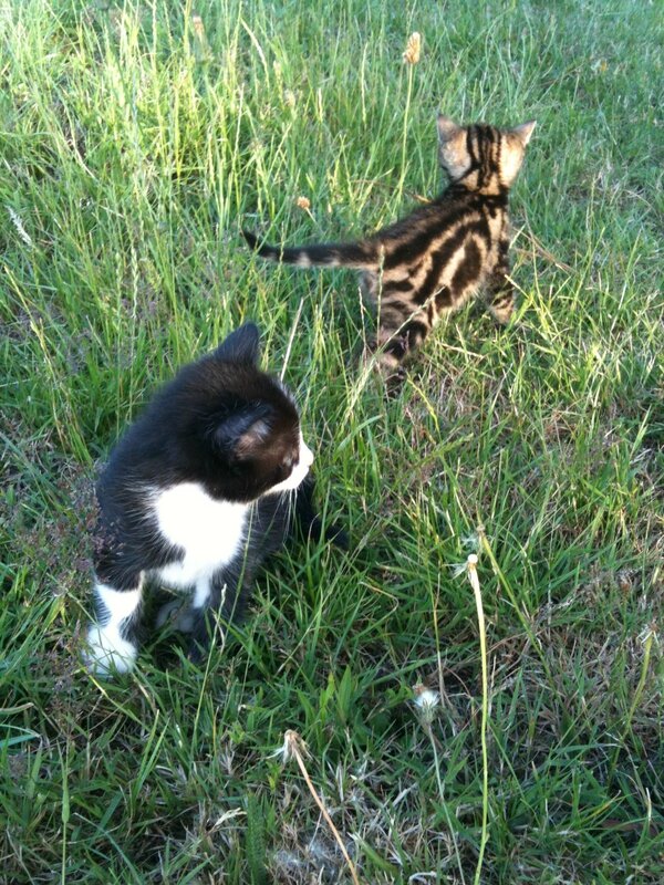 Chatons campagne