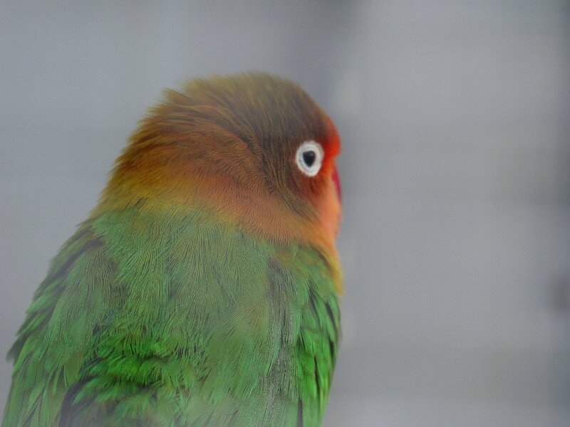 chez tropiflora les oiseaux de viviane (7)