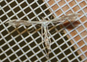 Pterophoridae sp