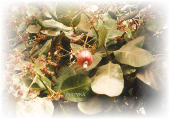 Noix de cajou et sa pomme rouge (c) Christiane MENOT