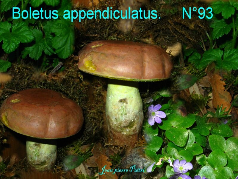 Boletus appendiculatus