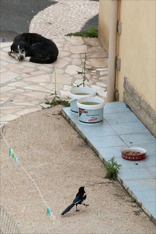 ville gamelle chiens oiseaux 020717 9 pie