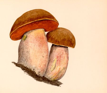 boletus_erythropus