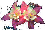 2010_gif_05_le_15ancolies_roses