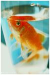 Red__Fish__by_Beverley