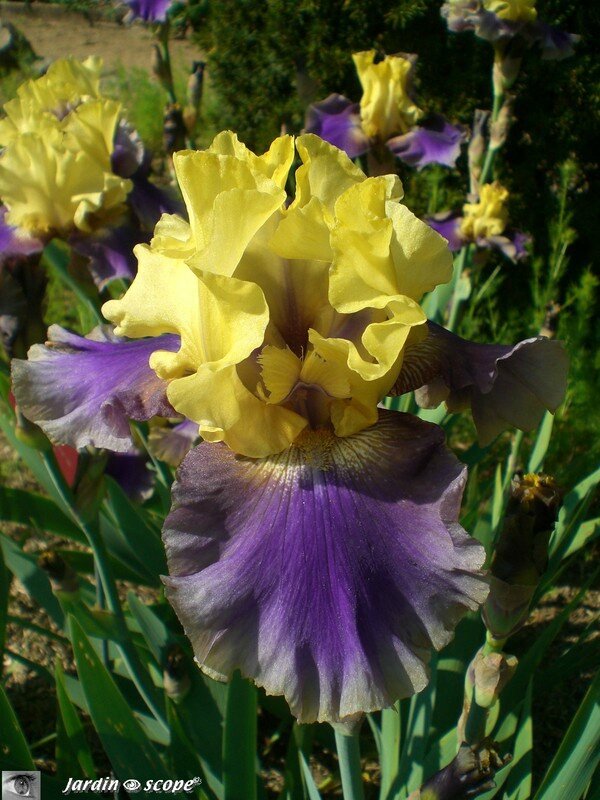 Collection iris Parc Floral Orléans