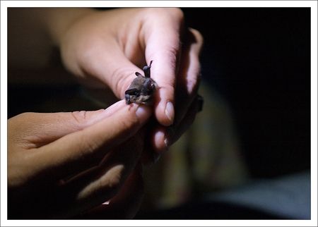34_pipistrelle_mains