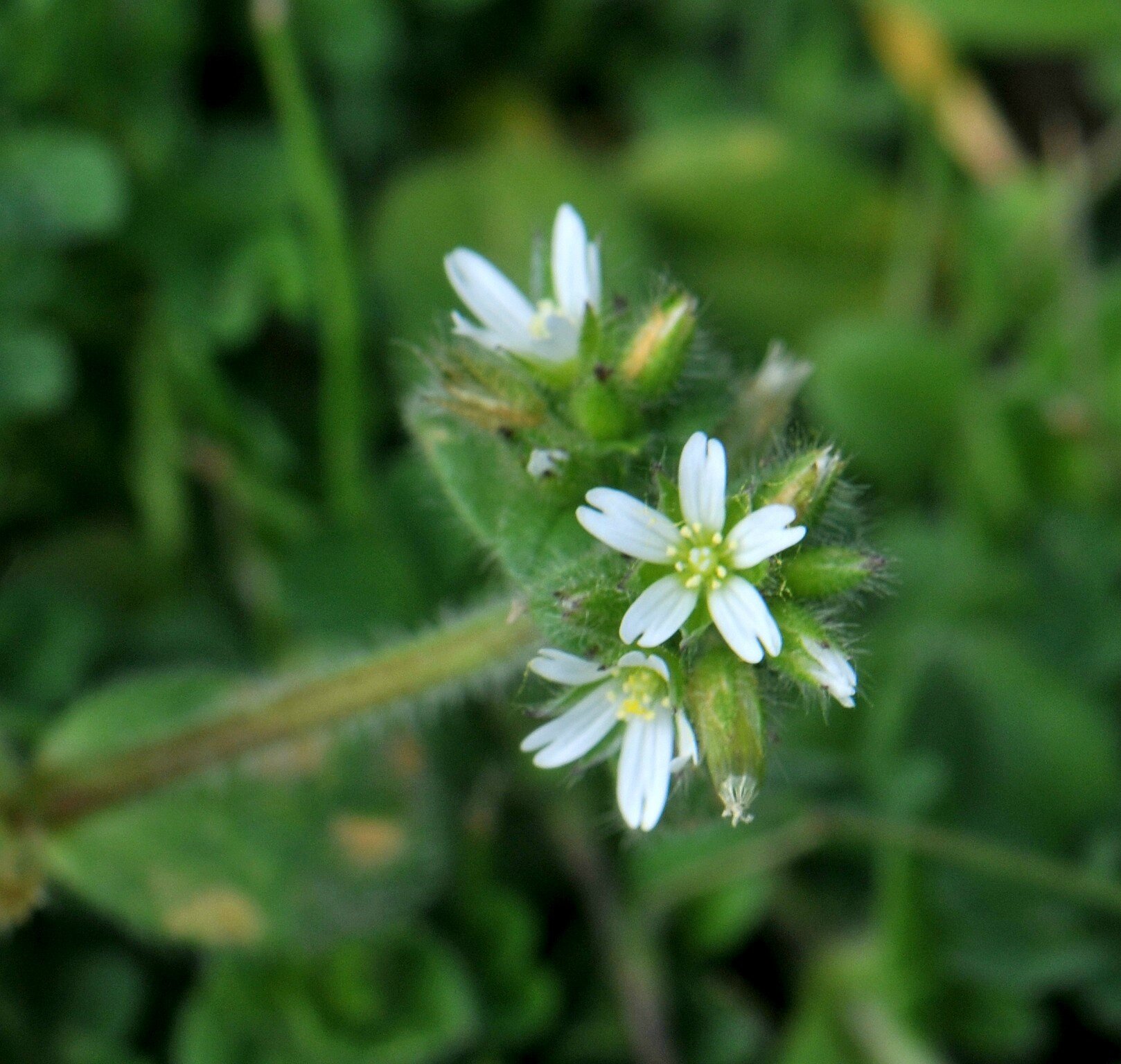HD3_5667-1