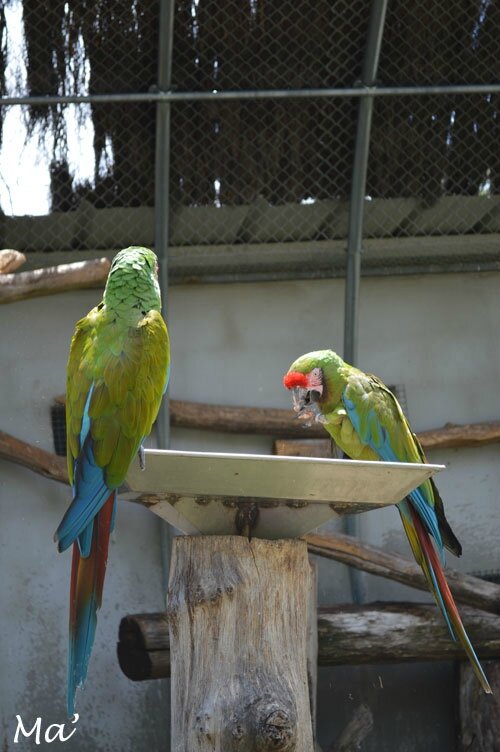 140529_peaugres_pied1