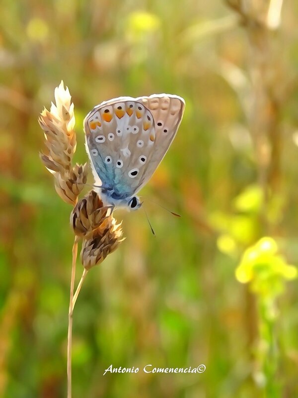 Polyommatus