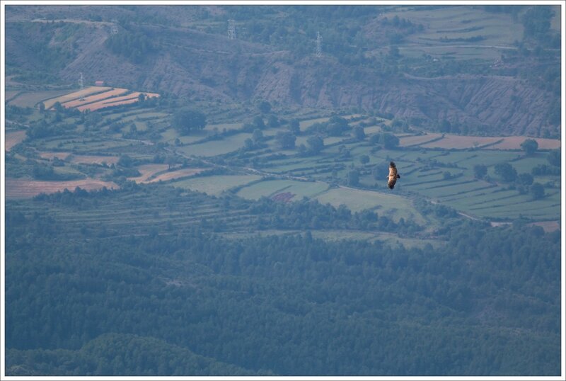 Haut Aragon 110615 CM 52 vautour paysage