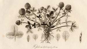 Trattinnick7