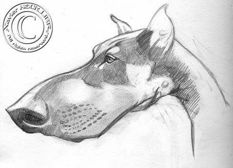 DOBERMAN_sketch_by_xavier_hourlier