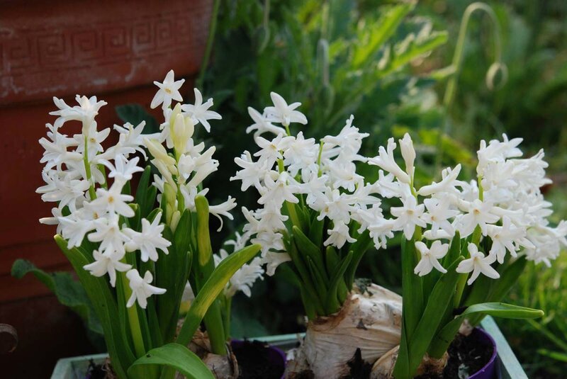 hyacinthus muliflora 'Snow White'