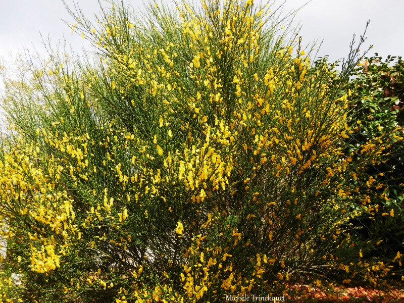 1-Fleurs de Léon 070419