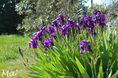 140406_iris1