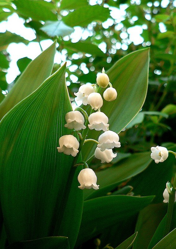 muguet