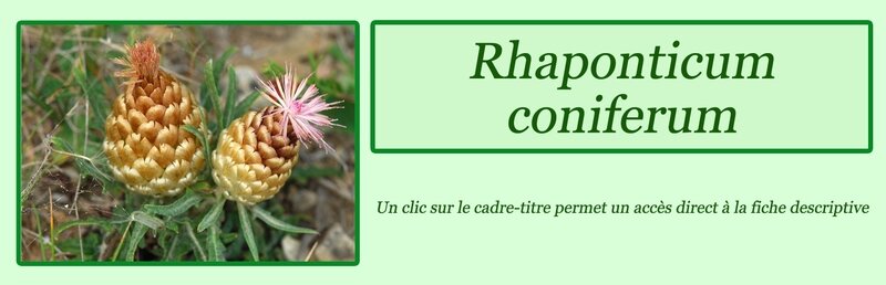 Rhaponticum coniferum