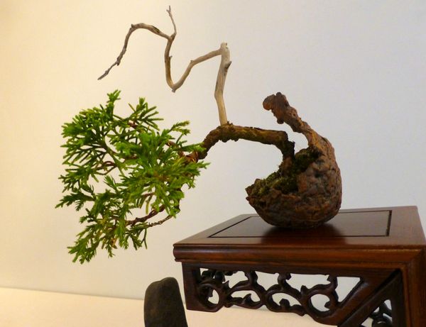 bonsai1