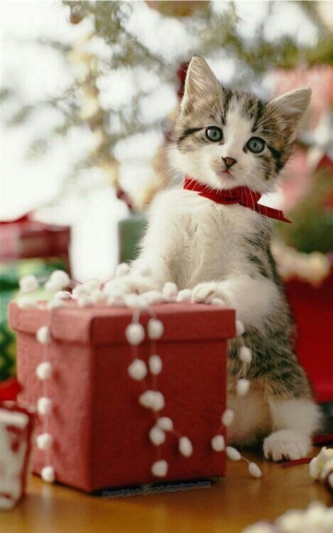 chat_noel