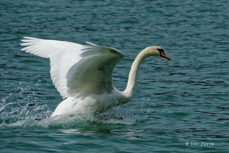 Vol Cygne 04