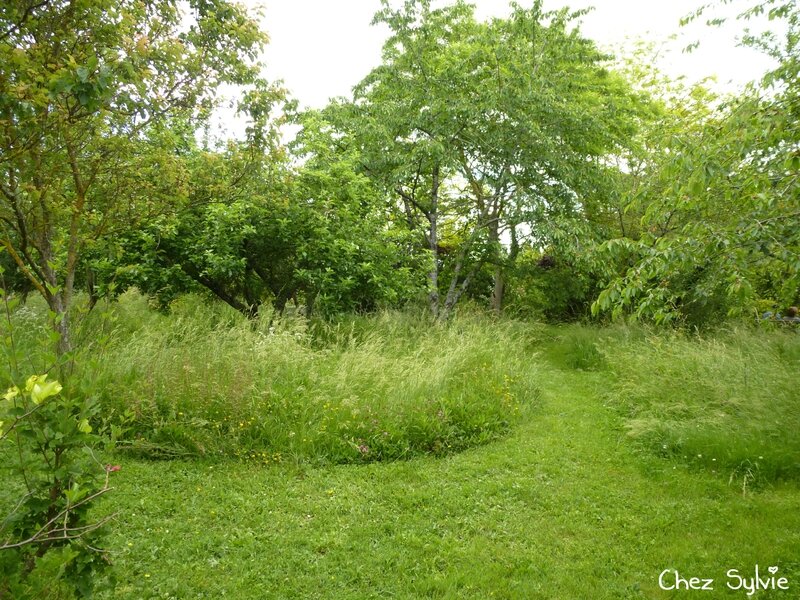 08-Chemin au milieu de la prairie