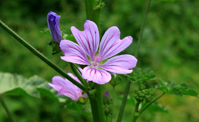 malva-sylvestris-184322[1]