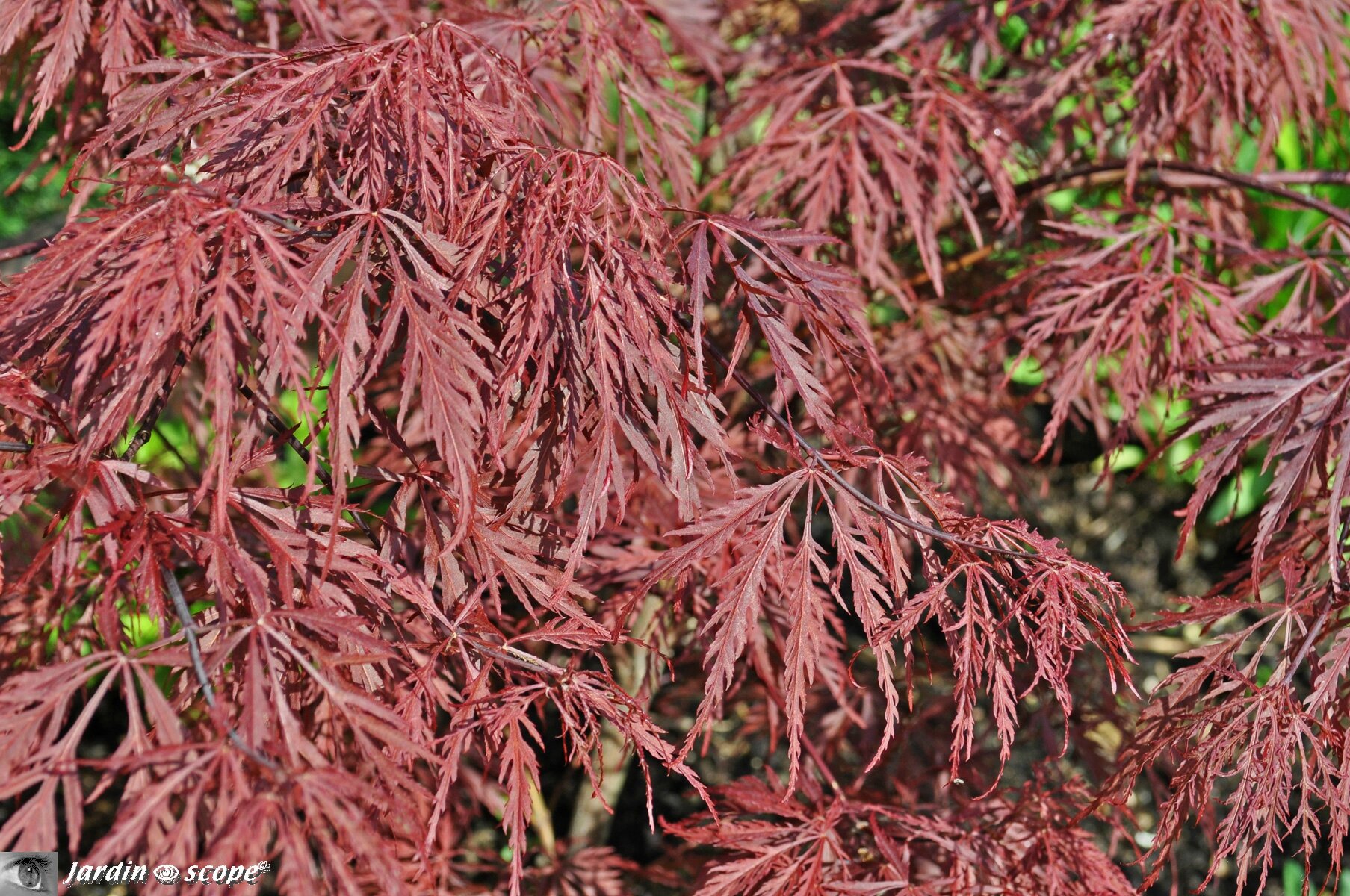 Acer palmatum Dissectum Garnet