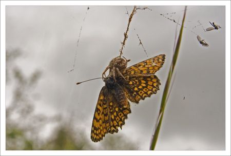 Seneuil_papillon_araignee_3_080509