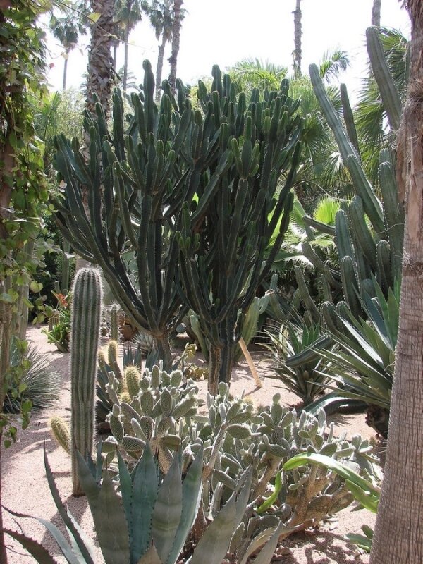 Les Jardins de Majorel (13)