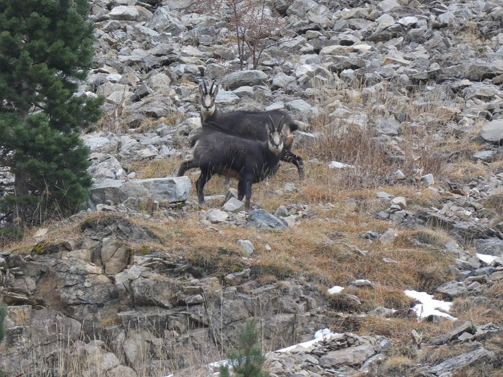 Chamois males Dos hérissés et plumet visible 2
