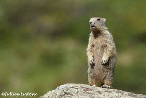 Marmotte___marmota_marmota