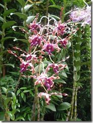 orchidee20081116_019