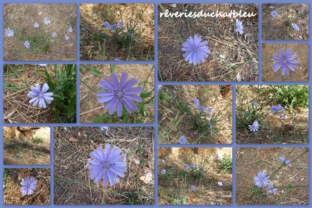 Fleurs_bleues