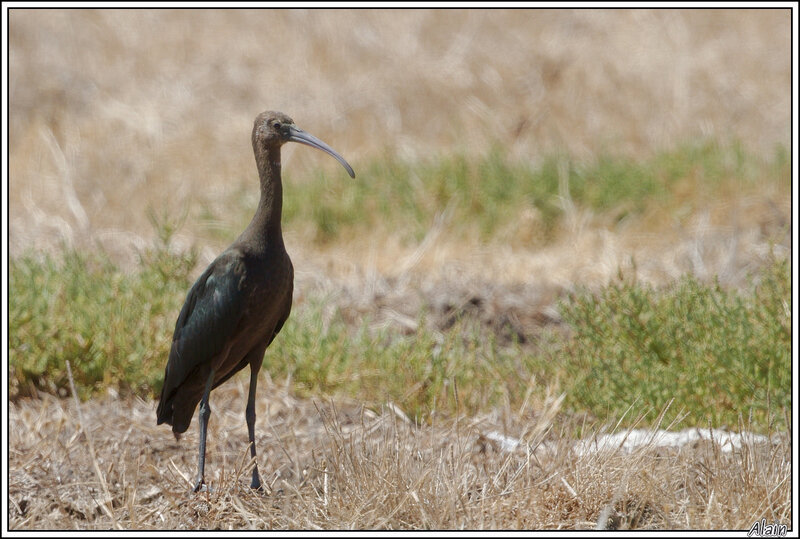 Ibis falcinelle