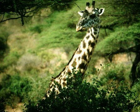 girafe_3