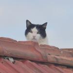 a chat1