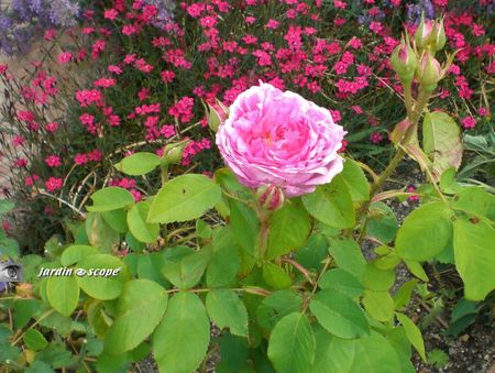 Chambord_31