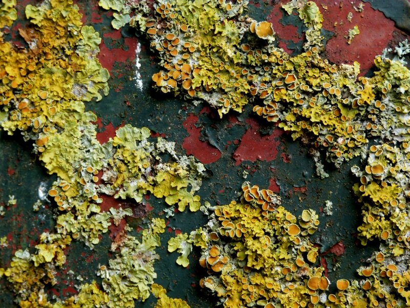 Couleur d'automne 4