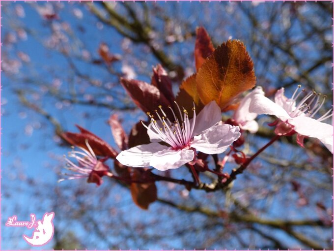 prunus fev 2016 3