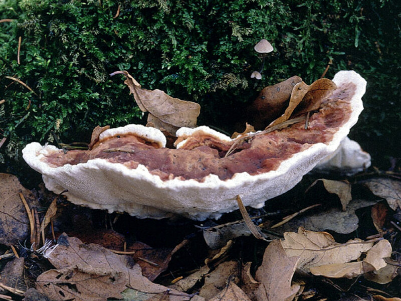 Heterobasidium annosum 21