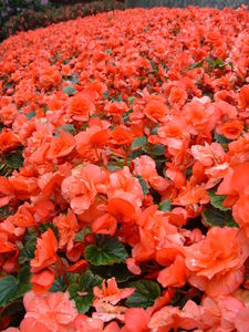 DSCF0475