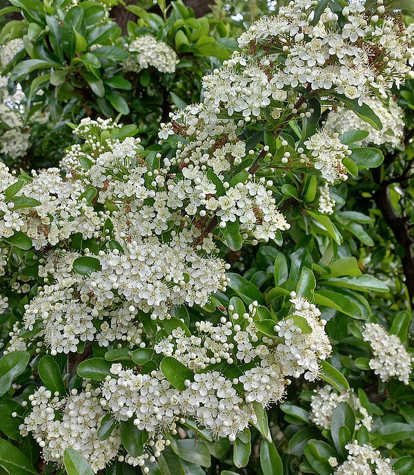 20230511 buisson ardent