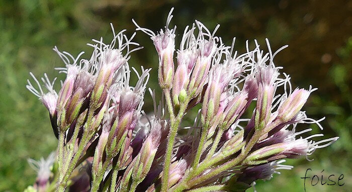 involucres à bractées imbriquées les internes scarieuses lancéolées les externes ovales