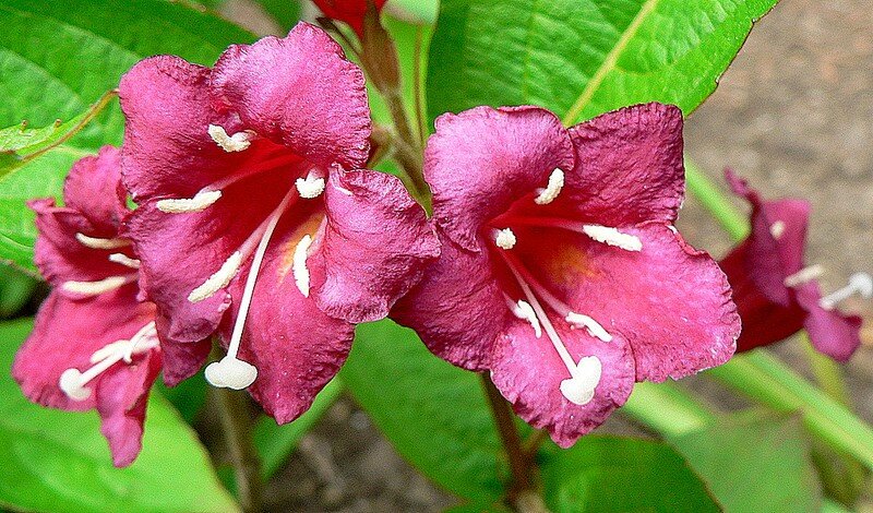 weigelia