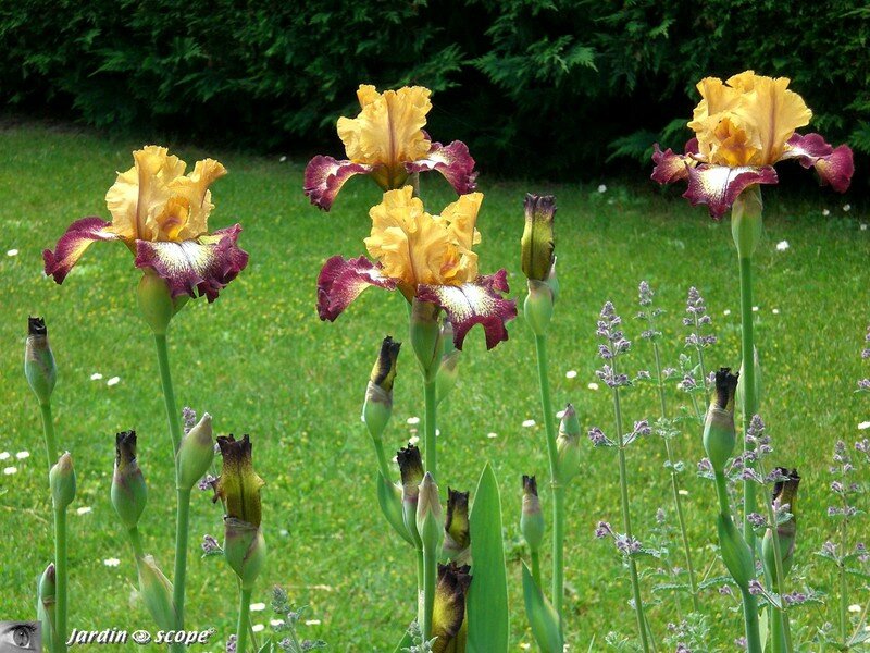 Iris Flamenco 