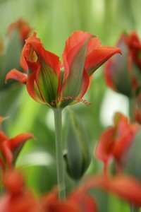 IMG_2536copie2
