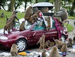 MIC 2012 06 04 voiture assiégée par les singes